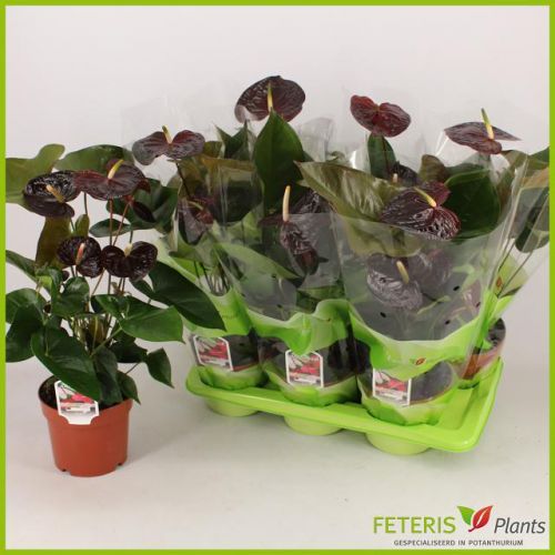 Антуриум Семпре - Anthurium Andreanum Sempre 