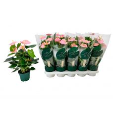 Антуриум Сенса - Anthurium Andreanum Sensa