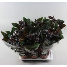 Антуриум Бьюти Блек - Anthurium Andrianum Beauty Black