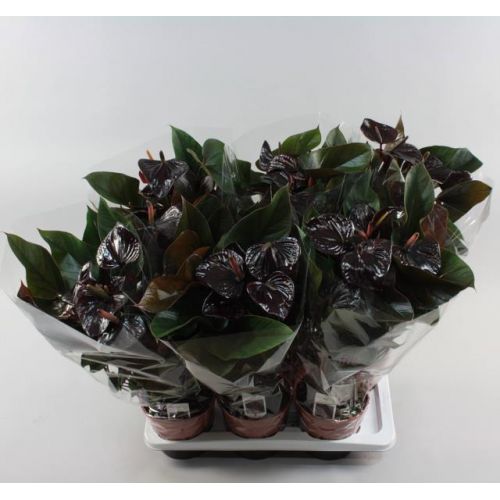 Антуриум Бьюти Блек - Anthurium Andrianum Beauty Black