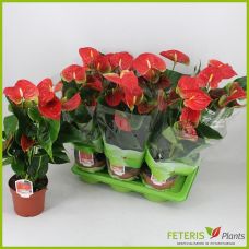Антуриум Белиза - Anthurium Andreanum Beliza