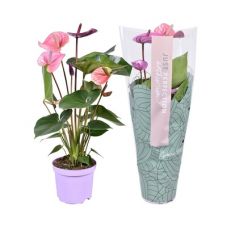 Антуриум Кавалли - Anthurium Andreanum Cavalli