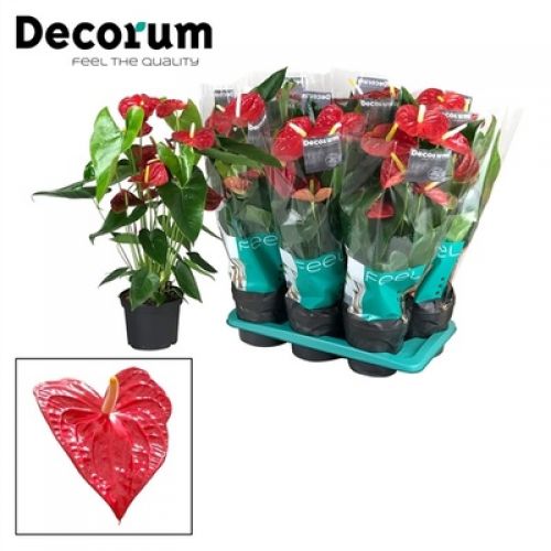 Антуриум Дакота - Anthurium Andreanum Dakota