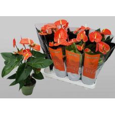 Антуриум Мадурал Оранж - Anthurium Andreanum Madural Orange 