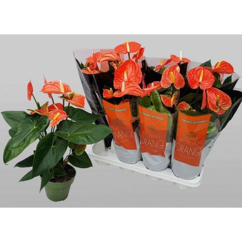 Антуриум Мадурал Оранж - Anthurium Andreanum Madural Orange 