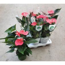 Антуриум Мейн - Anthurium Andreanum Maine