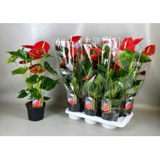 Антуриум Мичиган - Anthurium Andreanum Michigan 