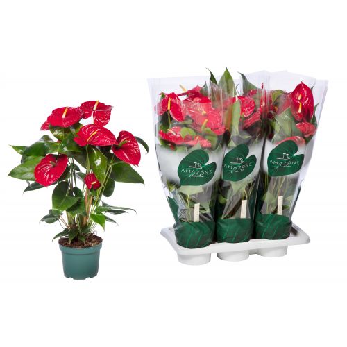 Антуриум Невада - Anthurium Andreanum  Nevada