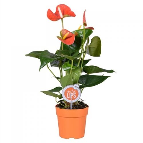 Антуриум Оранж Чемпион - Anthurium Andreanum Orange Champion 