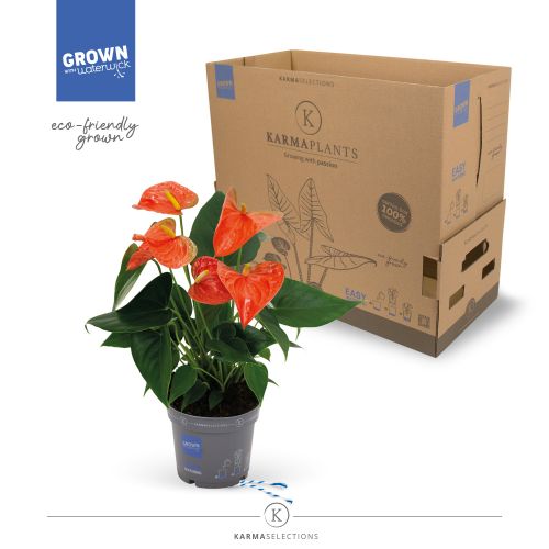 Антуриум Оранж Кинг - Anthurium Andreanum Orange King 