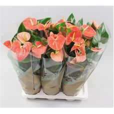 Антуриум Принс оф Оранж - Anthurium Andreanum Prince of Orange 