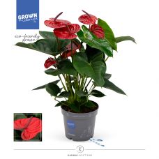 Антуриум Прицесса Ариана Руби - Anthurium Andreanum Princess Ariane Ruby