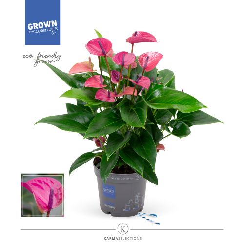 Антуриум Пьюр Перпл Чирано - Anthurium Andreanum Pure Purple Cirano