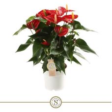 Антуриум Ред Чемпион - Anthurium Andreanum Red Champion