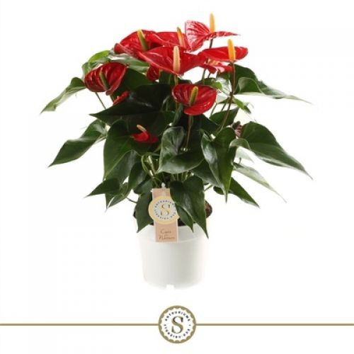 Антуриум Ред Чемпион - Anthurium Andreanum Red Champion