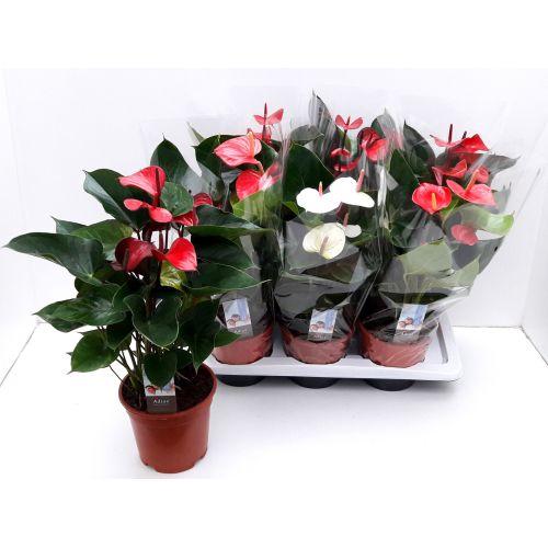 Антуриум Микс - Anthurium Andreanum Mixed
