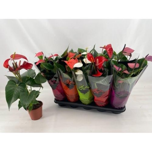 Антуриум Микс - Anthurium Andreanum Mixed
