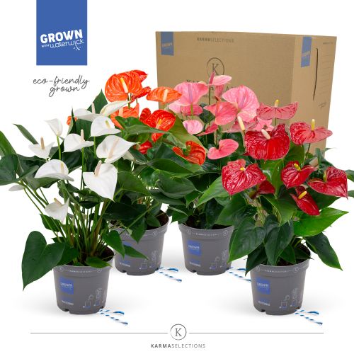 Антуриум Микс - Anthurium Andreanum Mixed