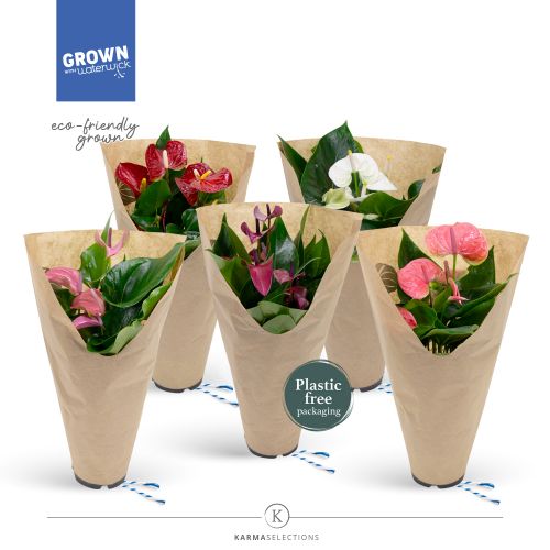 Антуриум Микс - Anthurium Andreanum Mixed