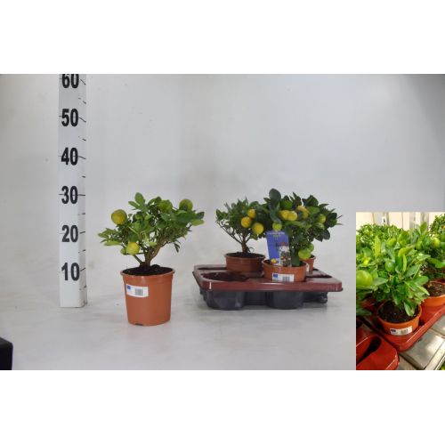Цитрофортунелла Микрокарпа - Citrofortunella x microcarpa