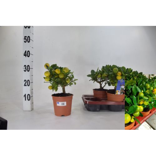 Цитрофортунелла Микрокарпа - Citrofortunella x microcarpa