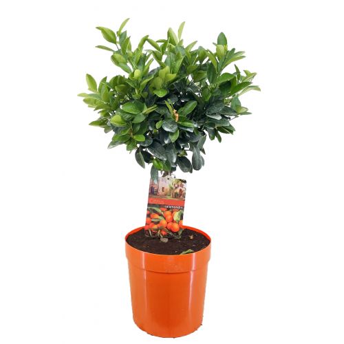 Цитрофортунелла Микрокарпа - Citrofortunella x microcarpa