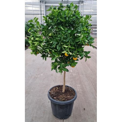 Цитрофортунелла Микрокарпа - Citrofortunella x microcarpa