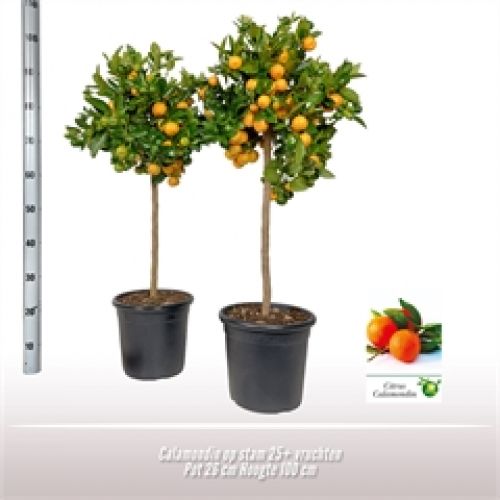Цитрофортунелла Микрокарпа Каламондин - Citrofortunella x microcarpa Calamondin