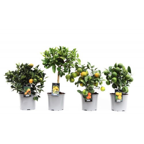 Цитрофортунелла Микрокарпа микс - Citrofortunella x microcarpa Mix