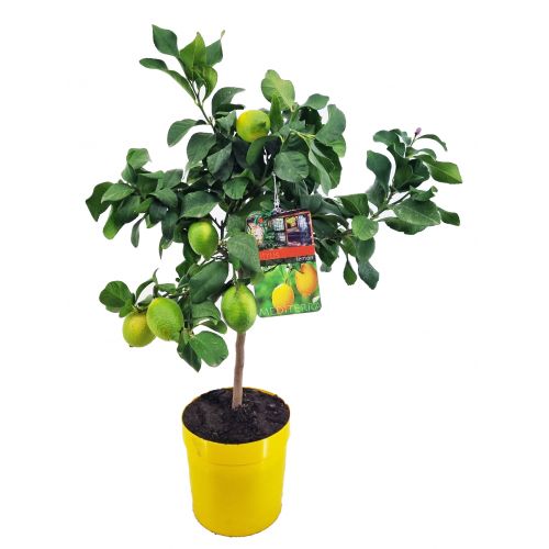 Лимон - Citrus limon