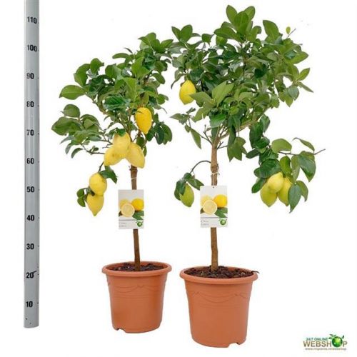 Лимон - Citrus limon