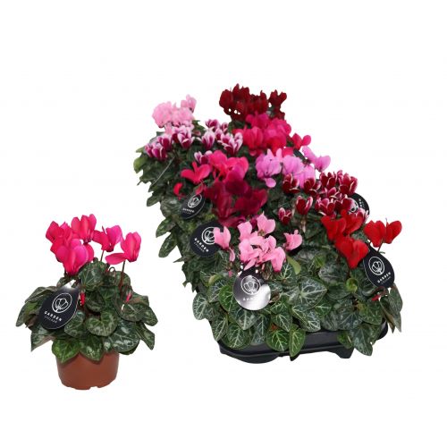 Цикламен патио Гарден микс - Cyclamen patio Garden mix