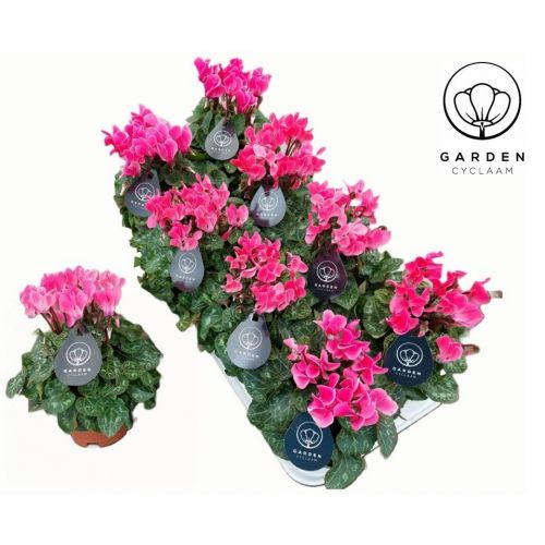 Цикламен патио Гарден светло-розовый - Cyclamen patio Garden Light Pink
