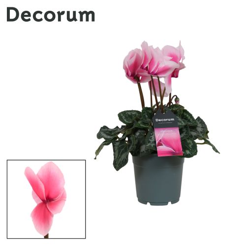 Цикламен крупноцветковый Лавли Моментс - Cyclamen persicum large flowered 'Lovely Moments'