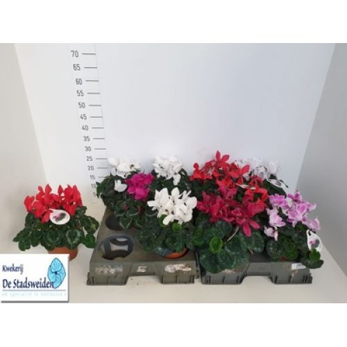 Цикламен крупноцветковый Маммо - Cyclamen persicum large flowered Super Serie Mammo