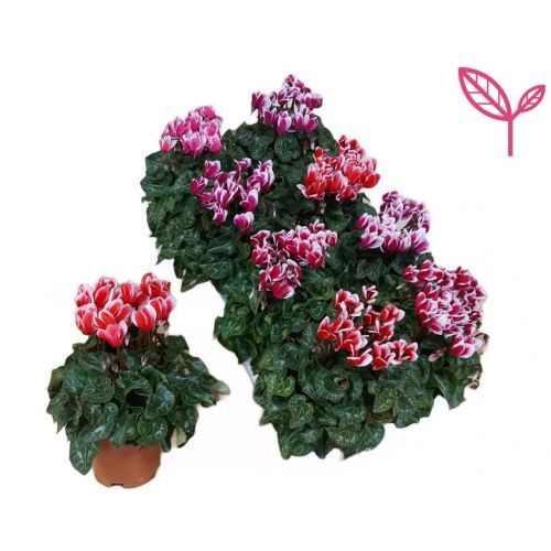 Цикламен мелкоцветковый Фуджи микс - Cyclamen persicum small flowered Fuji bicolor mix 