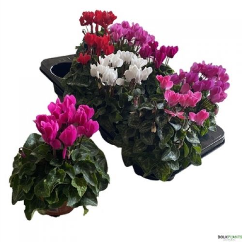 Цикламен мелкоцветковый Супер Серия микс - Cyclamen persicum small flowered Super Serie mixed