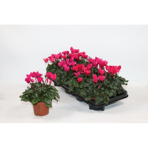 Цикламен мелкоцветковый розовый - Cyclamen persicum small flowered other Pink 