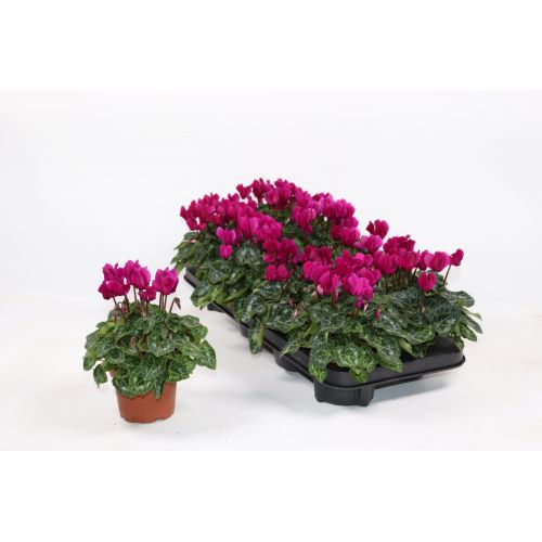 Цикламен мелкоцветковый фиолетовый - Cyclamen persicum small flowered other Purple