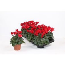 Цикламен мелкоцветковый красный - Cyclamen persicum small flowered other Red