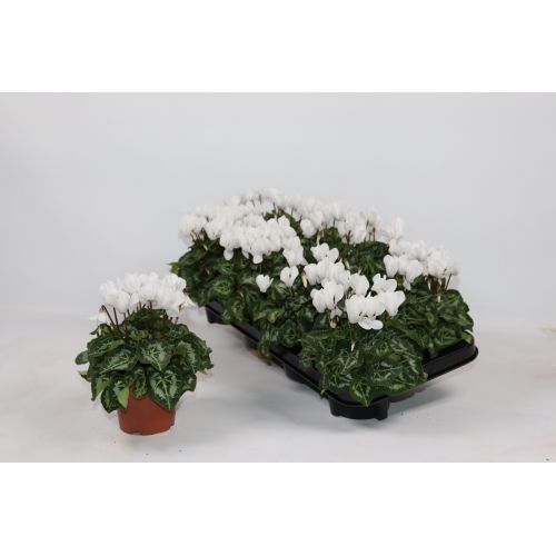 Цикламен мелкоцветковый белый - Cyclamen persicum small flowered other White