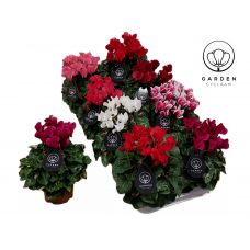 Цикламен патио Гарден микс - Cyclamen patio Garden mix