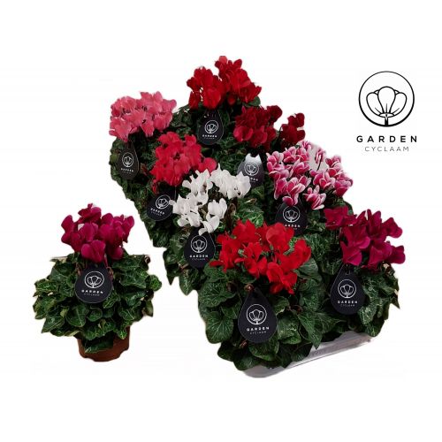 Цикламен патио Гарден микс - Cyclamen patio Garden mix