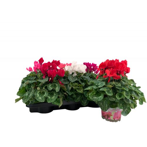 Цикламен крупноцветковый Супер Серия микс - Cyclamen persicum large flowered Super Serie XL