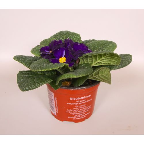 Примула Акаулис Каир Синяя - Primula Ac. Cairo Blue 