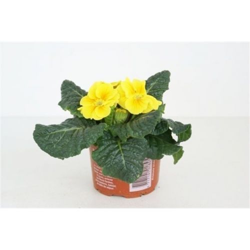 Примула Акаулис Каир Желтая - Primula Ac. Cairo Golden Yellow