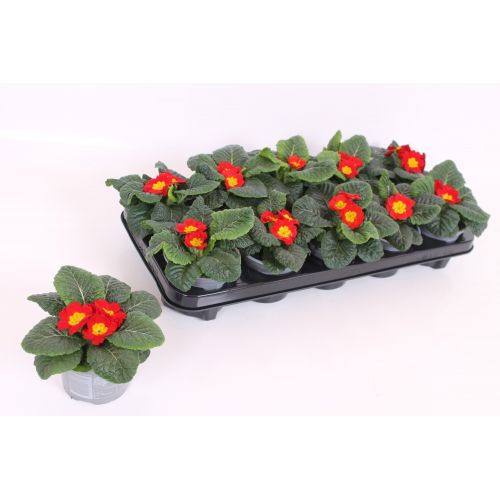 Примула Акаулис Каир Красная - Primula Ac. Cairo Red 