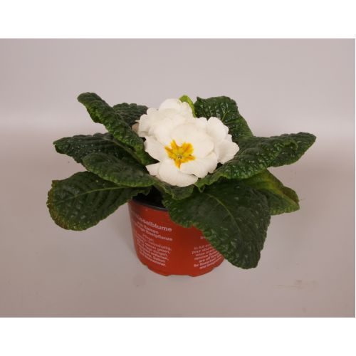 Примула Акаулис Каир Белая - Primula Ac. Cairo White