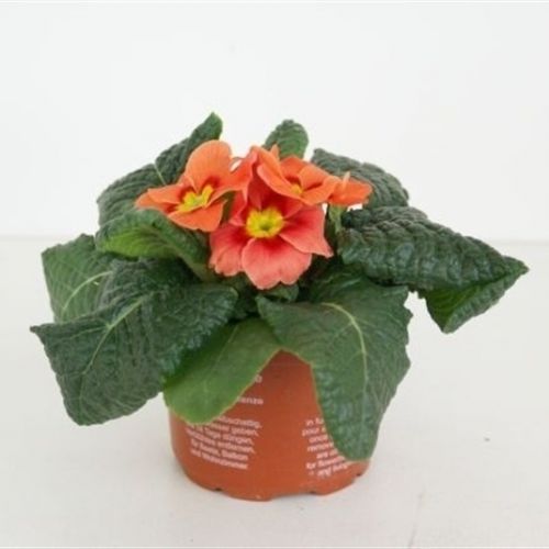 Примула Акаулис Коттедж оранжевая - Primula Ac. Cottage