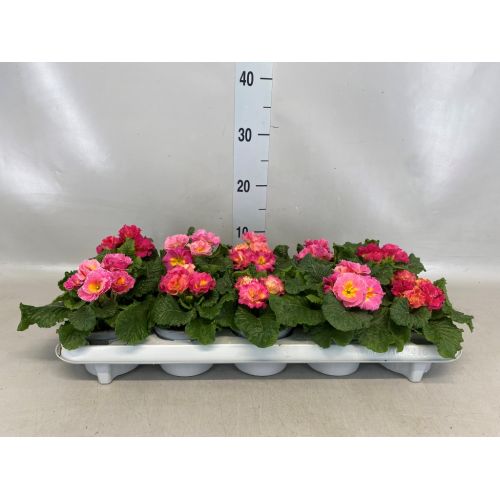 Примула Акаулис Герлз Делайт Розовые оттенки - Primula Ac. Girls Delight Pink Shades